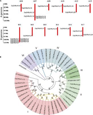 Genome-Wide Analysis of CqCrRLK1L and CqRALF Gene Families in Chenopodium quinoa and Their Roles in Salt Stress Response